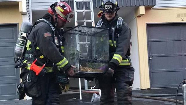 PREVENÇÃO COM ANIMAIS SOLTOS EM ÁREAS INDESEJADAS